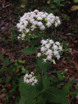 Plancia ëd Ageratina altissima var. angustata (A. Gray) Clewell & Woot.