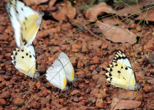 Image of Calypso Caper White