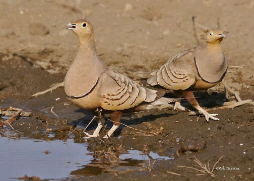 Image of Chestnut-bellied Sandgrouse