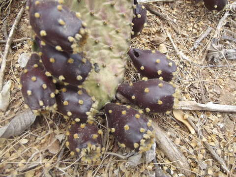 Image of Opuntia decumbens Salm-Dyck