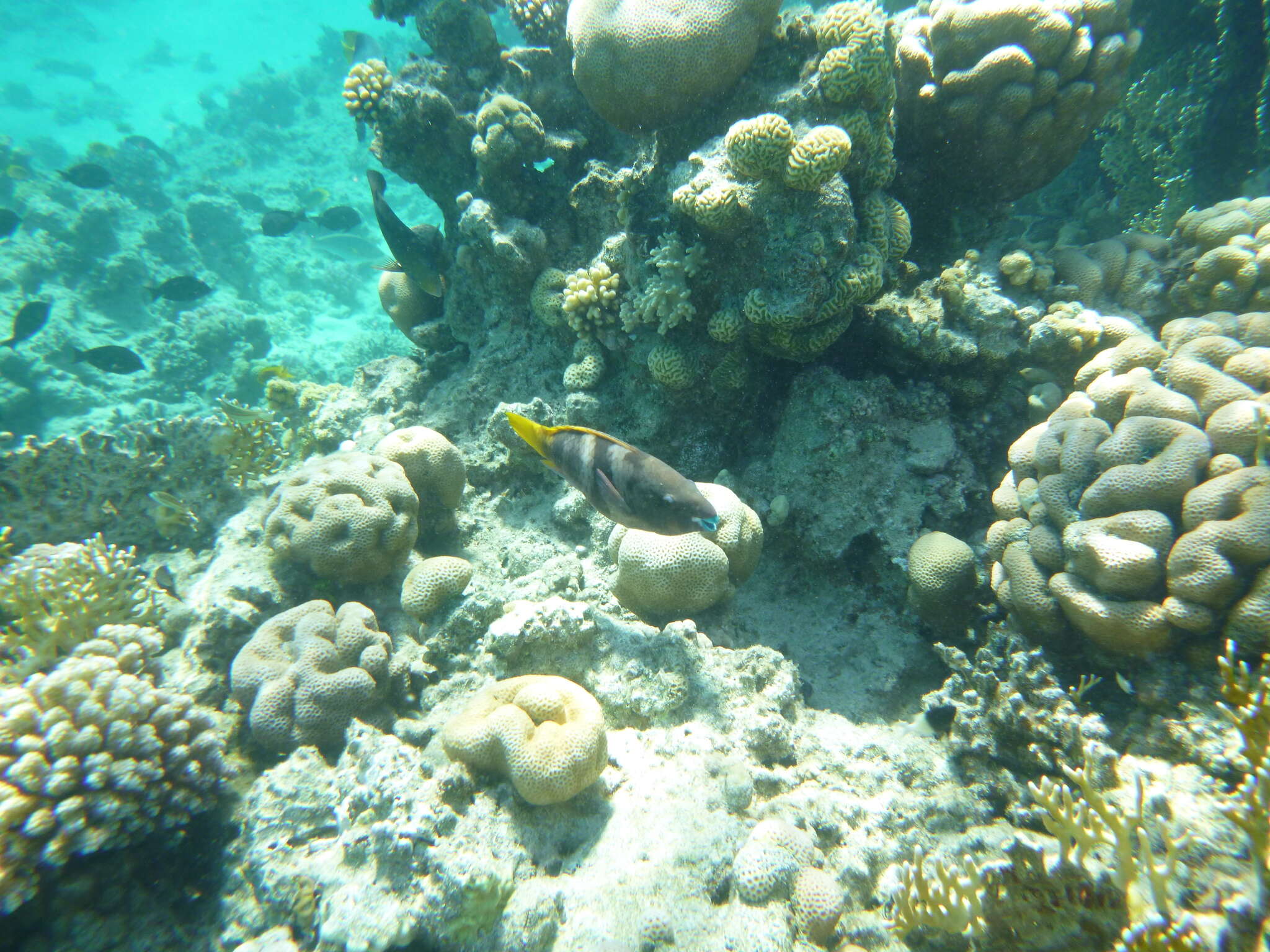 Image of Rusty Parrotfish