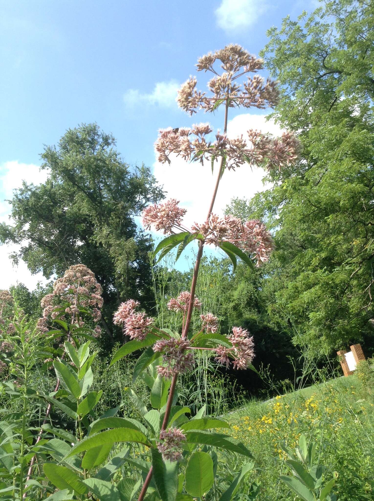 Image of queen of the meadow