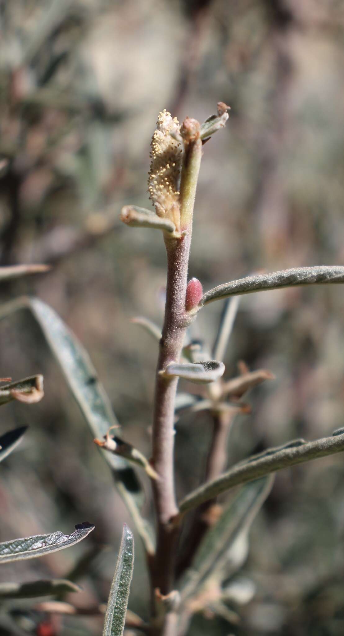 Image of Brewer's willow