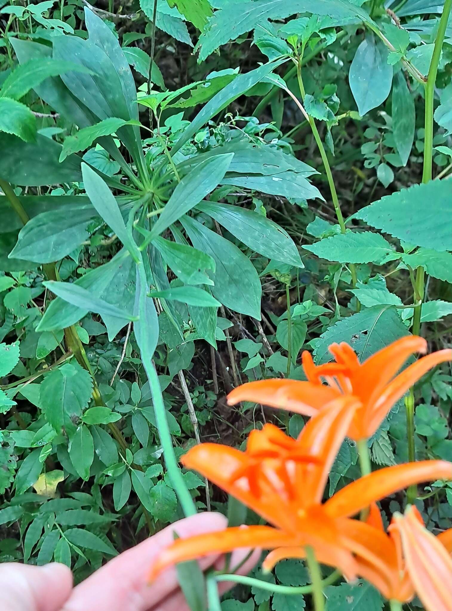 Lilium tsingtauense Gilg resmi