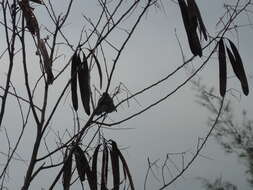 Image of Malaysian Pied Fantail