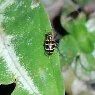 Image of Tyloderma fasciatus Hustache 1936