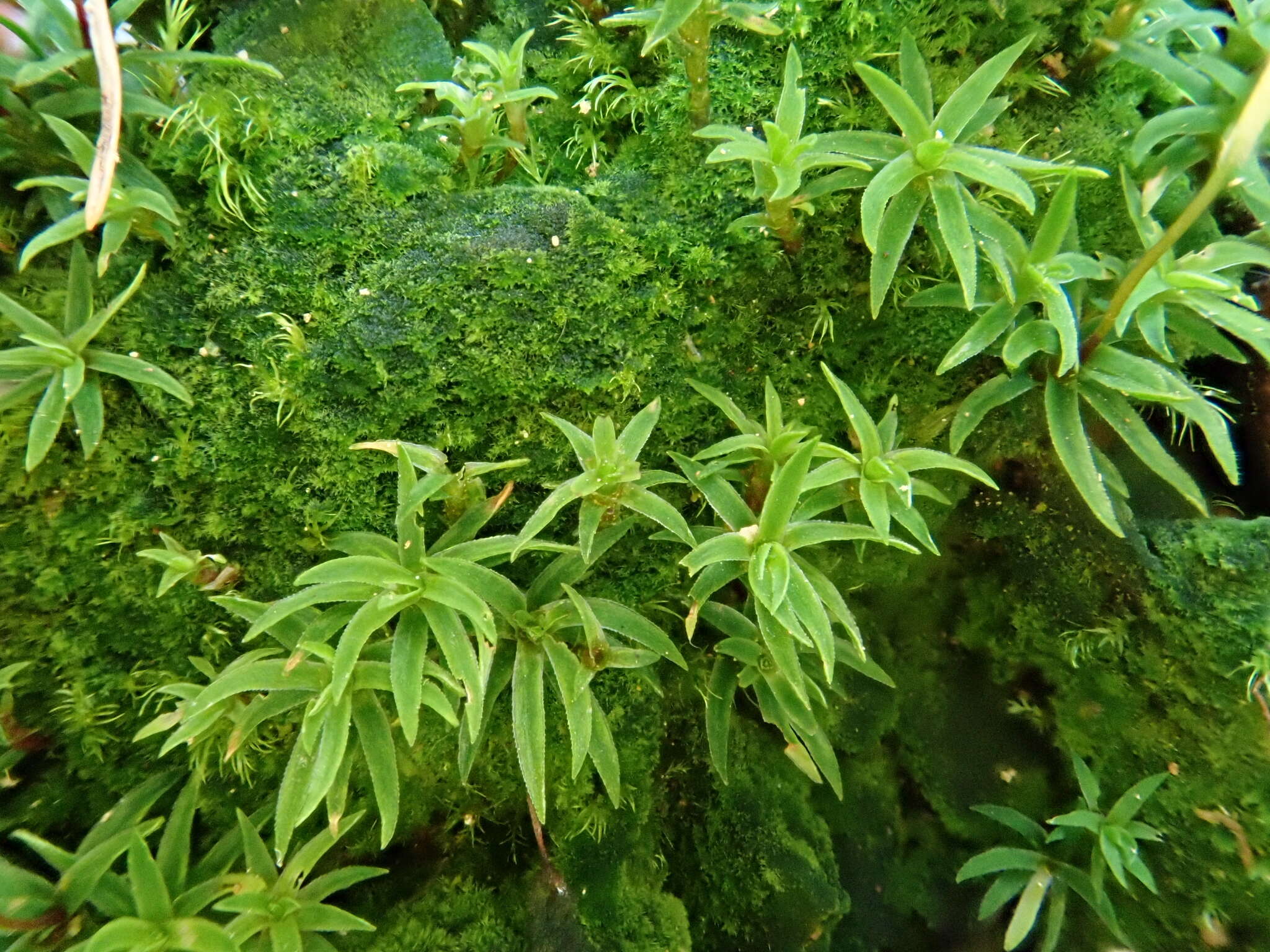 Image of aloe haircap