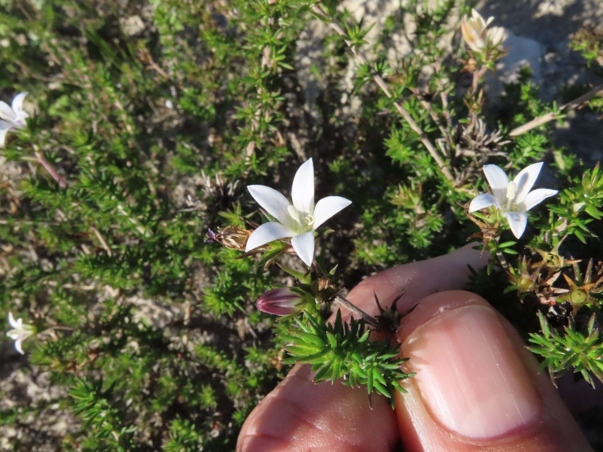 Image of Wahlenbergia calcarea (Adamson) Lammers