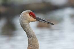 Image of Antigone canadensis canadensis (Linnaeus 1758)