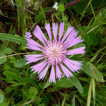 Image of Centaurea pullata L.