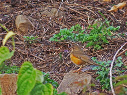 Image of Brown-headed Thrush