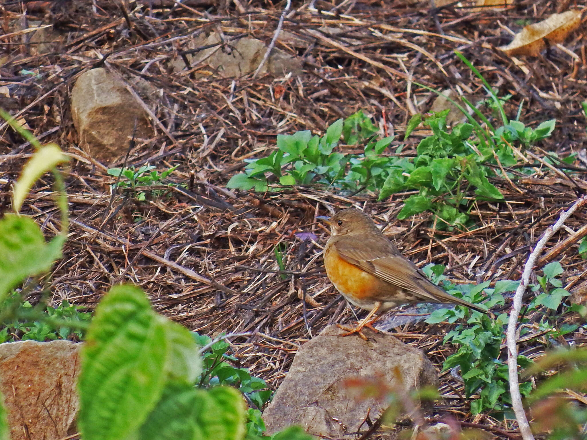 Image of Brown-headed Thrush