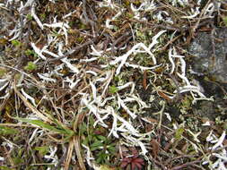 Image of Thamnolia vermicularis subsp. vermicularis