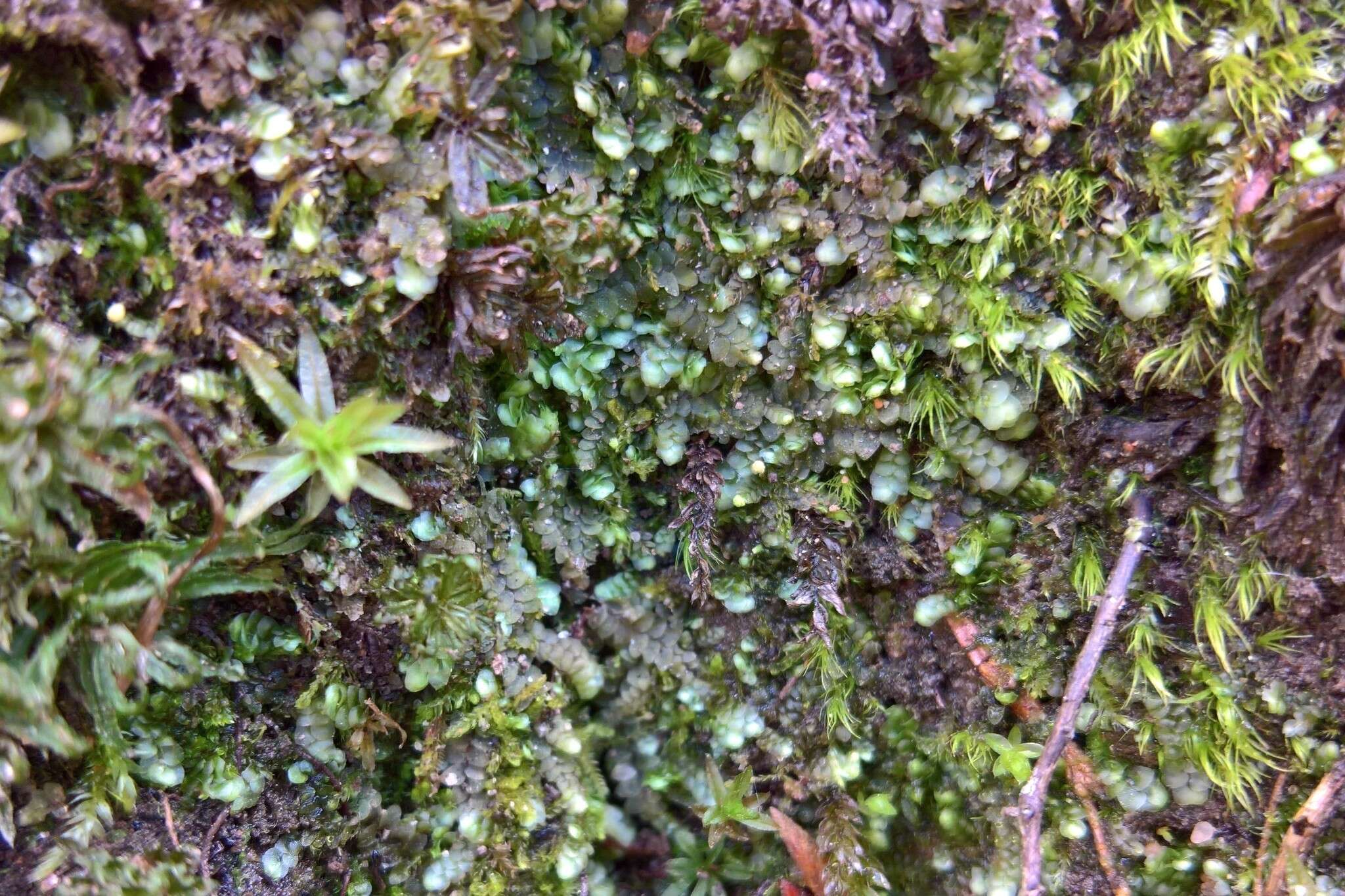 Image of Calypogeia azurea Stotler & Crotz