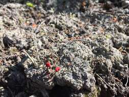 Image of granular trapeliopsis lichen