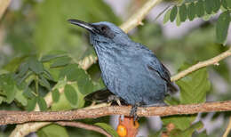 Image of Tres Marias Blue Mockingbird