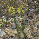 Image of Chloraea multilineolata C. Schweinf.