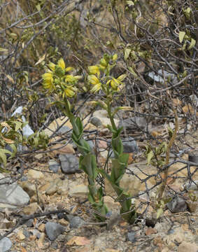 Image of Chloraea multilineolata C. Schweinf.