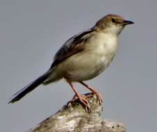 Image of Cisticola galactotes galactotes (Temminck 1821)