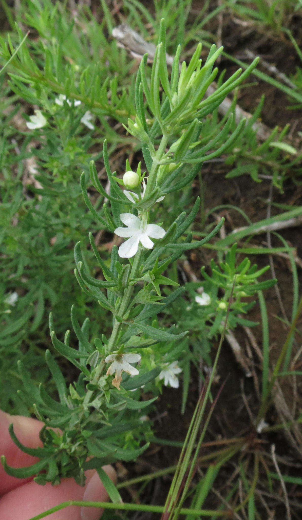 Image de Teucrium trifidum Retz.