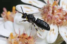 Image of Hylaeus bituberculatus (Smith 1879)