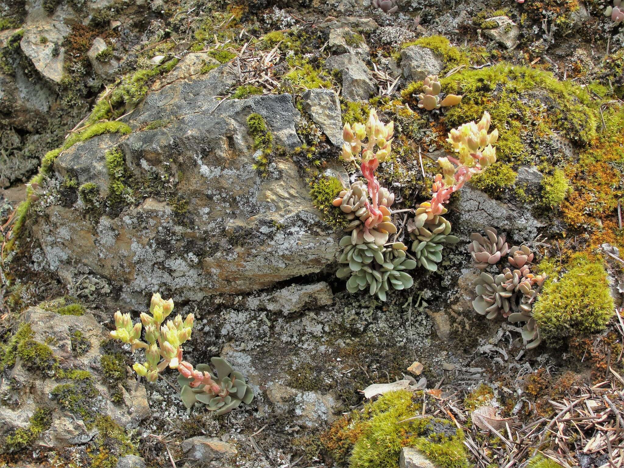 Image of Sedum paradisum subsp. paradisum