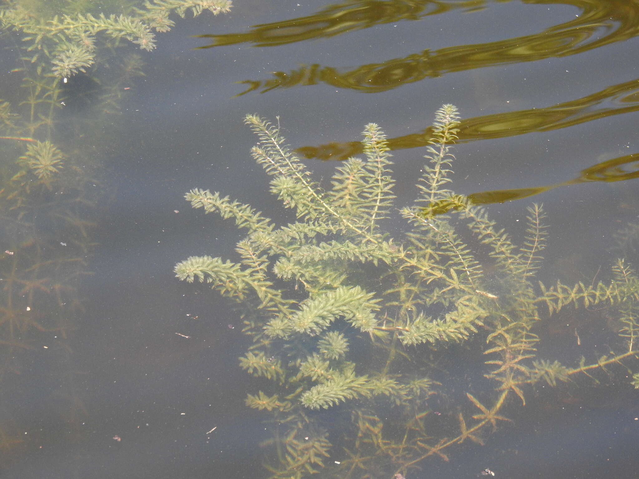 Слика од Hydrilla