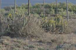 Sivun Euphorbia caerulescens Haw. kuva