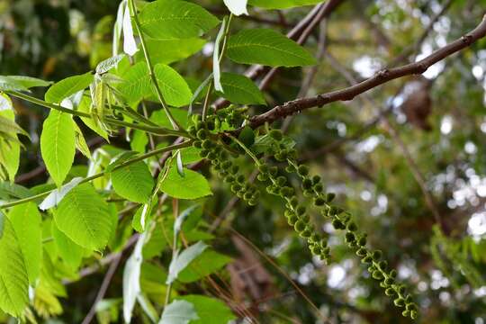 Image of Juglans olanchana Standl. & L. O. Williams