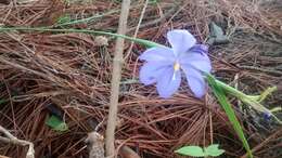 Image of Tigridia fosteri Goldblatt