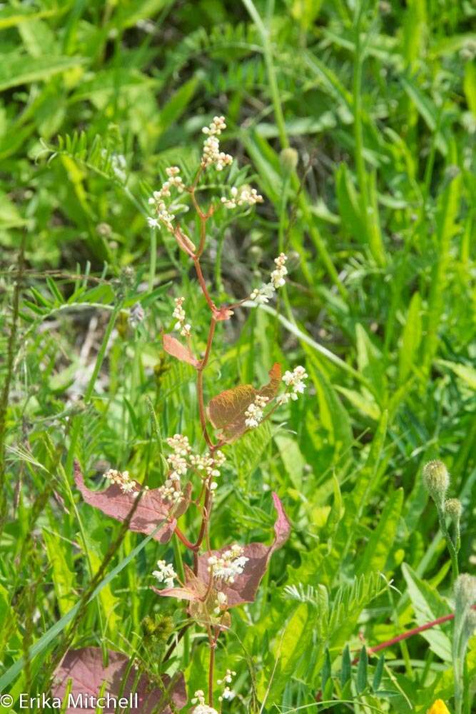 صورة Fallopia scandens (L.) Holub