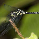 Hylaeothemis fruhstorferi (Karsch 1889) resmi