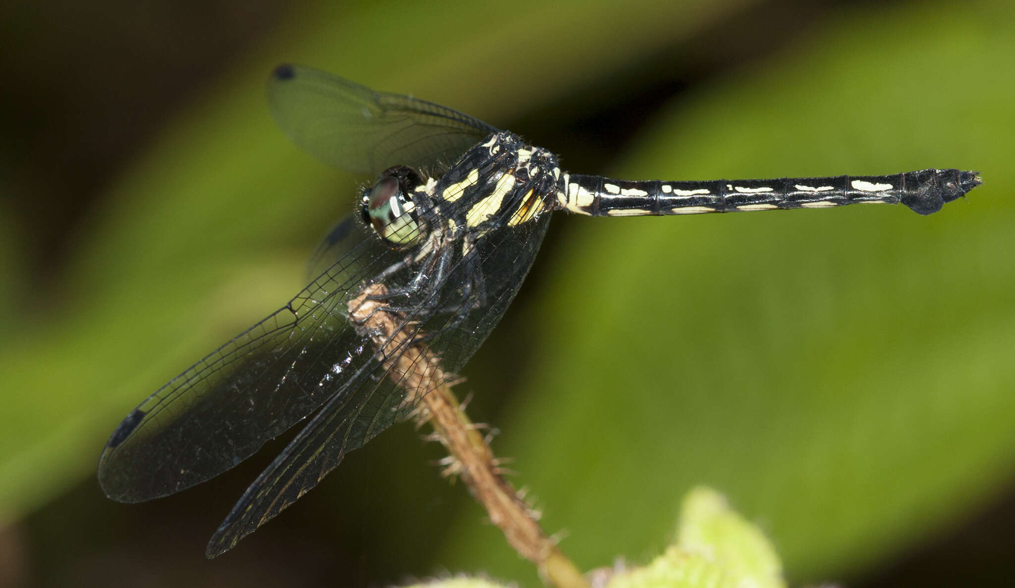 Image of Hylaeothemis fruhstorferi (Karsch 1889)