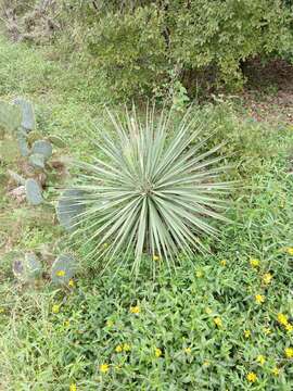 Image of Buckley's yucca