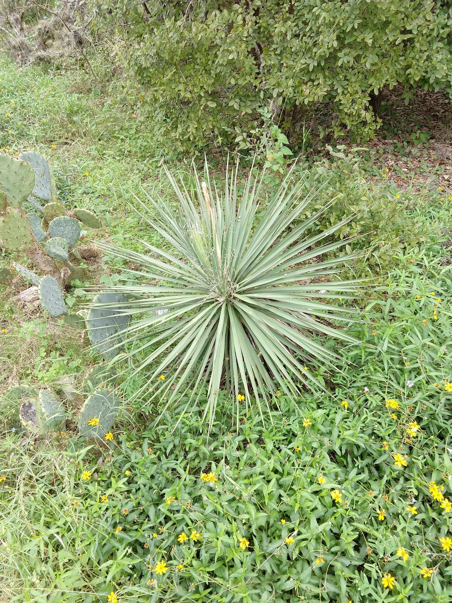 Image of Buckley's yucca