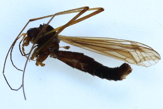 Image of <i>Nigrotipula nigra</i> (Linnaeus 1758)