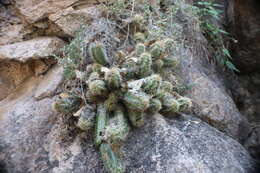 Image of Echinocereus salm-dyckianus Scheer