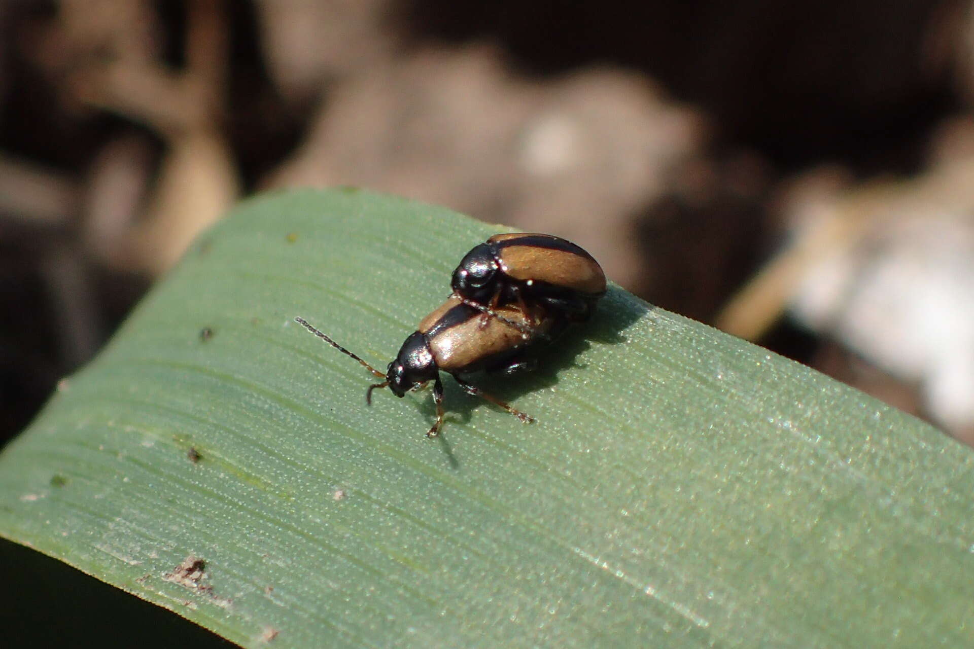 Image of Horseradish Flea Beetle