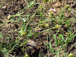 Image of Trifolium bifidum var. bifidum