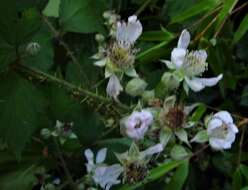 Image of Rubus dentatifolius (Briggs) W. C. R. Watson