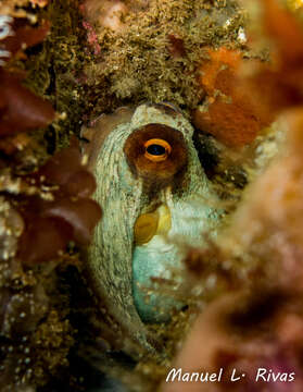 Image of Common octopus