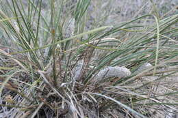 Sivun Lomandra leucocephala (R. Br.) Ewart kuva