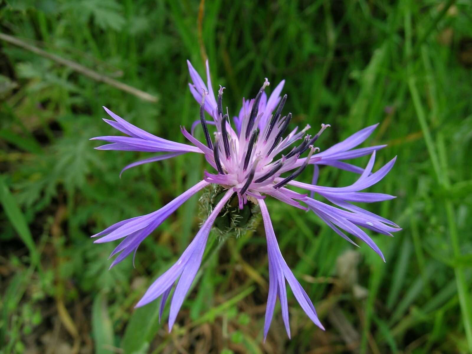 Слика од Centaurea pichleri Boiss.