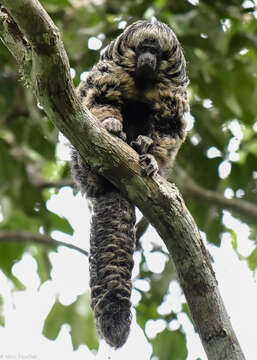 Pithecia irrorata Gray 1842 resmi