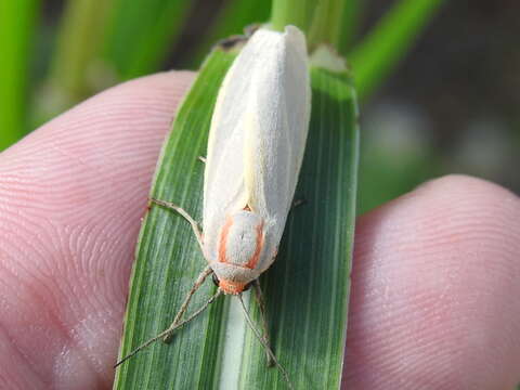 Image of Yellow-edged Pygarctia