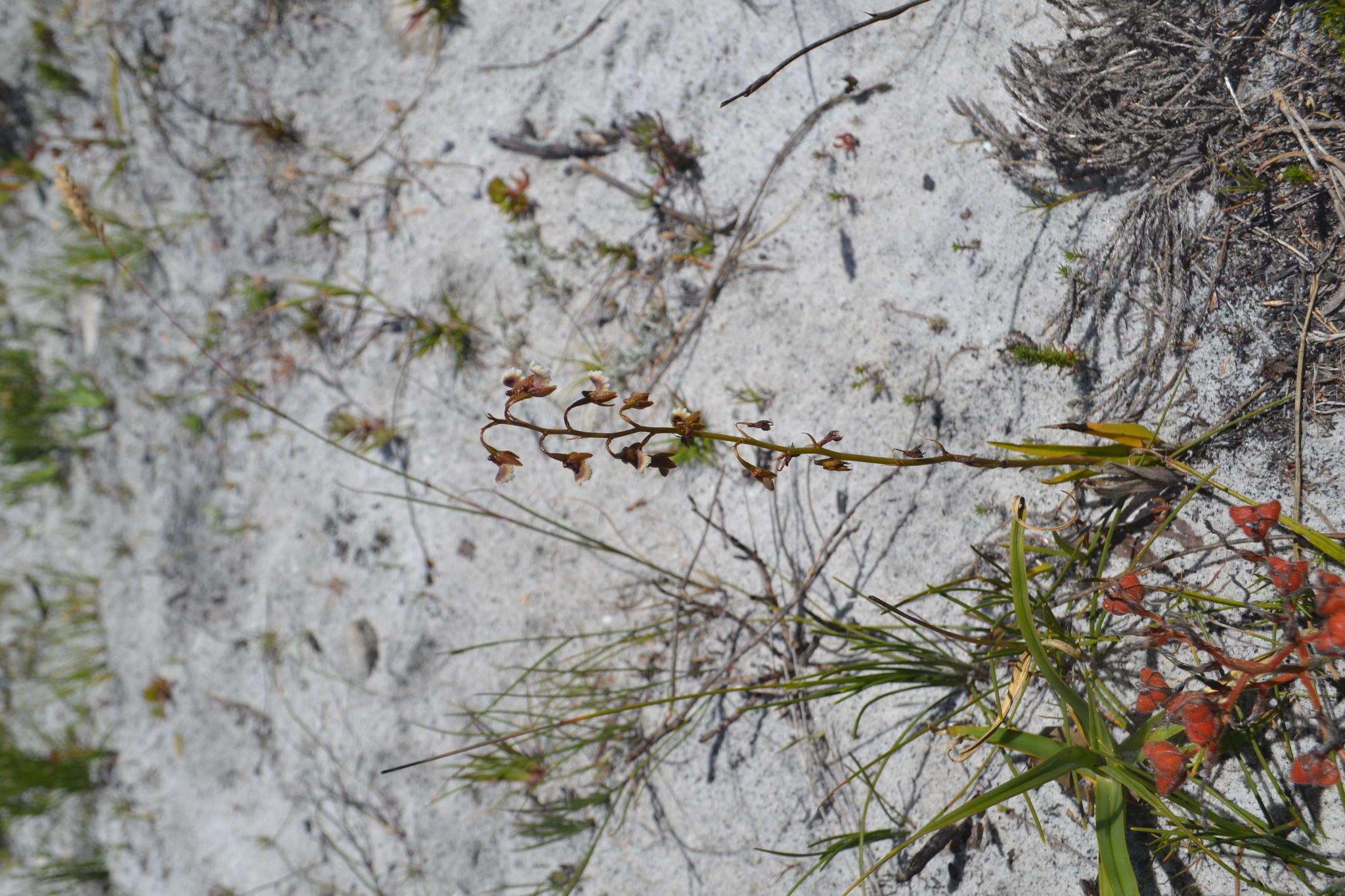 Acrolophia bolusii Rolfe的圖片