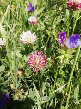 Image of Trifolium isthmocarpum Brot.