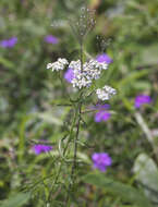 Achillea alpina subsp. alpina resmi