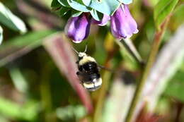 Image of Van Dyke Bumble Bee