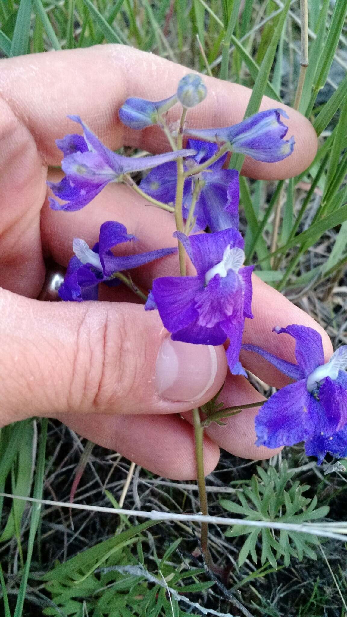 Image of little larkspur